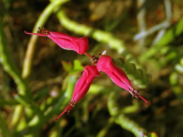Pryšec (Euphorbia tithymaloides L.)