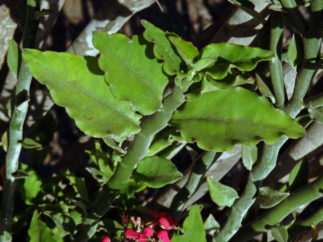 Pryšec (Euphorbia tithymaloides L.)
