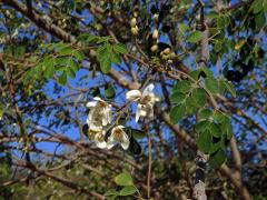 Čeleď: Moringaceae Martynov 