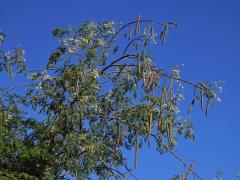 Moringa olejodárná (Moringa oleifera Lam.)