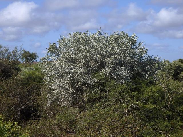Pryšec (Euphorbia stenoclada Baill.)