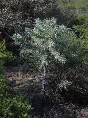 Pryšec (Euphorbia stenoclada Baill.)