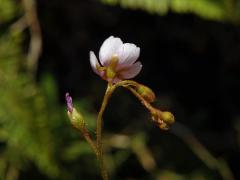 Rosnatka (Drosera natalensis Diels)
