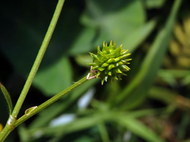 Pryskyřník (Ranunculus multifidus Forssk.)