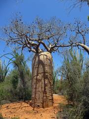 Baobab (Adansonia rubrostipa Jum. et H. Perrier)