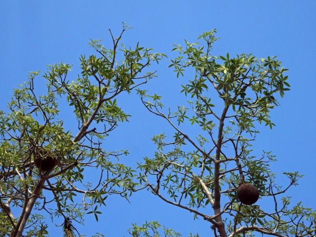Baobab (Adansonia rubrostipa Jum. et H. Perrier)