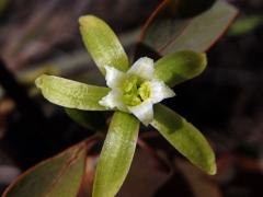 Adenia isaloensis (H. Perrier) W. J. de Wilde
