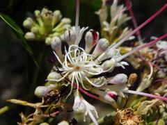 Albízie (Albizia mainaea Villiers)