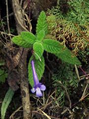 Krutiplod (Streptocarpus Lindl.)