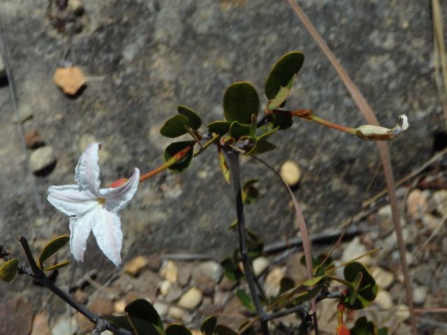Mascarenhasia lisianthifolia A. DC.