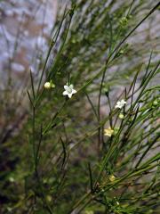 Secamone tenuifolia Decne.
