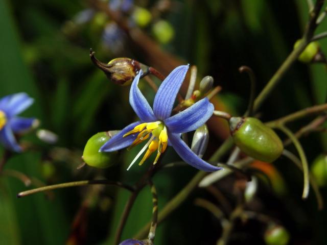 Takara mečolistá (Dianella ensifolia (L.) DC.)