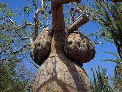 Baobab (Adansonia rubrostipa Jum. et H. Perrier) s velkým tumorem pod korunou
