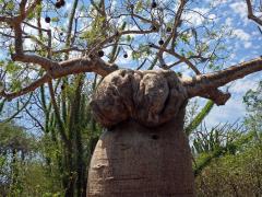 Baobab (Adansonia rubrostipa Jum. et H. Perrier)  s velkým tumorem pod korunou
