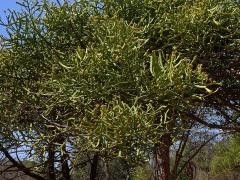 Pryšec (Euphorbia tirucalli L.)   