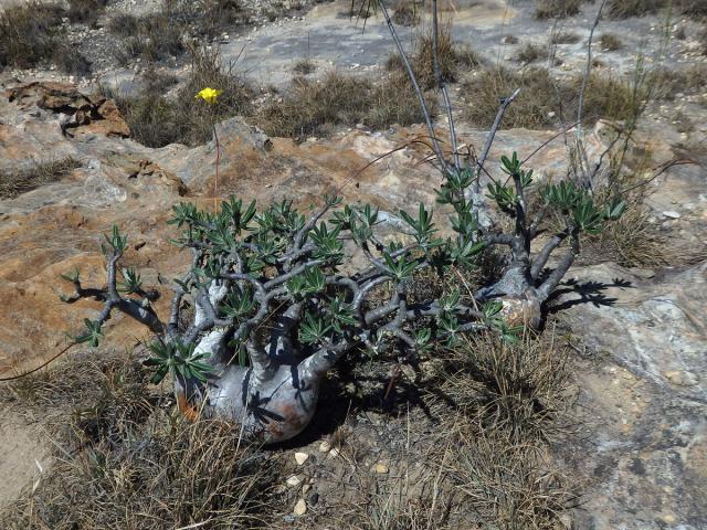 Pachypodium rosulatum subsp. gracilius (H. Perrier) Lϋthy
