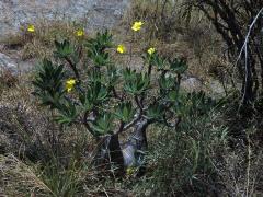 Pachypodium rosulatum subsp. gracilius (H. Perrier) Lϋthy
