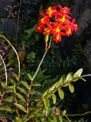 Epidendrum L.