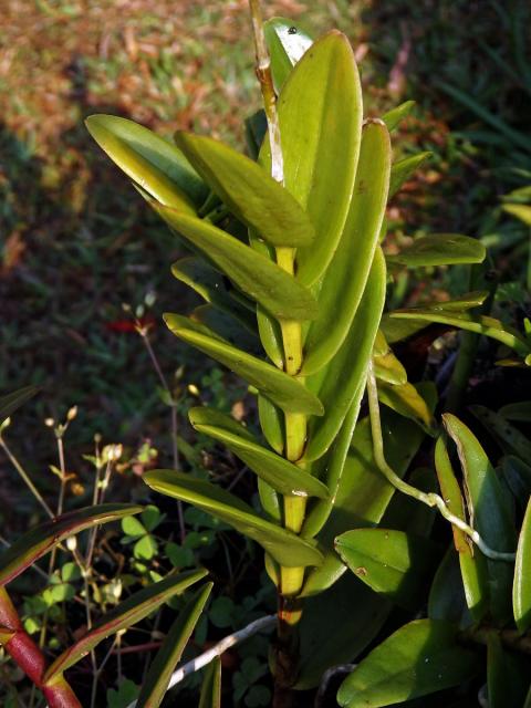 Epidendrum xanthinum Lindl.
