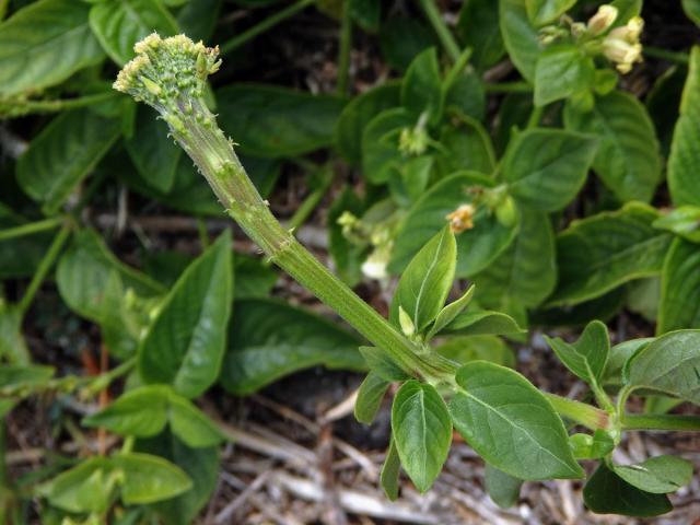 Asystasia gangetica subsp. micrantha (Nees) Ensermu, fasciace stonku