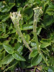 Asystasia gangetica subsp. micrantha (Nees) Ensermu, fasciace stonku