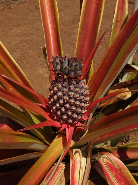 Ananasovník chocholatý (Ananas comosus (L.) Merr.) (1a)