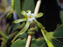 Adenia isaloensis (H. Perrier) W. J. de Wilde, šestičetný květ