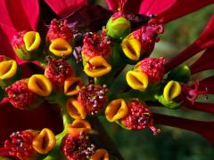 Pryšec nádherný (Euphorbia pulcherrima Willd. ex Klotzsch)