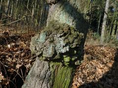 Nádor na dubu letním (Quercus robur L.) (40b)