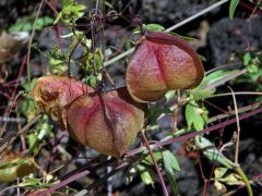 Srdcovnice (Cardiospermum halicacabum L.)