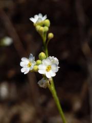 Tařice (Aurinia uechtritziana (Bornm.) Cullen & T. R. Dudley)