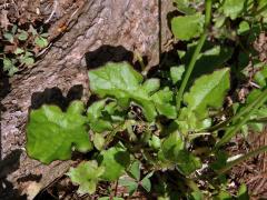 Youngia japonica (L.) DC.