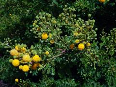 Akácie (Acacia farnesiana (L.) Willd.)