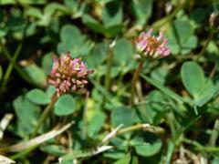10_Bobovité: Jetel (Trifolium)