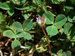 10_Bobovité: Jetel (Trifolium)