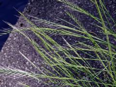 Neurčené lipnicovité (Poaceae)