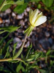 Pupalka (Oenothera laciniata Hill)