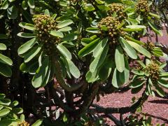 Neurčené pryšcovité (Euphorbiaceae)