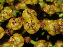 1_Pryšcovitá: Pryšec (Euphorbia)