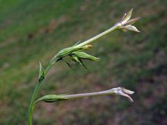 Tabák (Nicotiana plumbaginifolia Viviani)