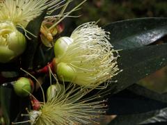 Jambosa obecná (Syzygium jambos (L.) Alston)