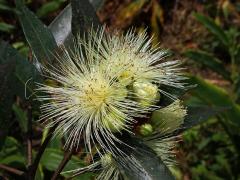 Jambosa obecná (Syzygium jambos (L.) Alston)