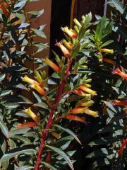 Hlazenec (Cuphea micropetala Kunth.)