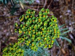 2_Pryšcovitá: Pryšec (Euphorbia)