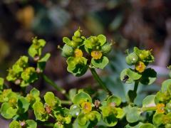 Pryšec sivý (Euphorbia seguieriana Necker)
