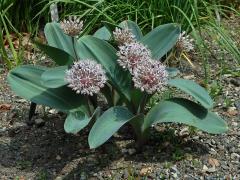 Česnek karatavský (Allium karataviense Regel)