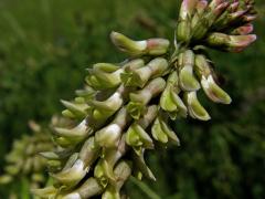 Kozinec cizrnovitý (Astragalus cicer L.)