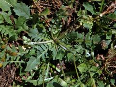 Škarda (Crepis bursifolia L.)