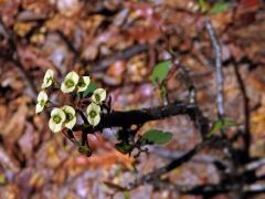Pryšec (Euphorbia milii cv. antafikiensis)