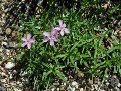 Mydlice (Saponaria caespitosa DC.)